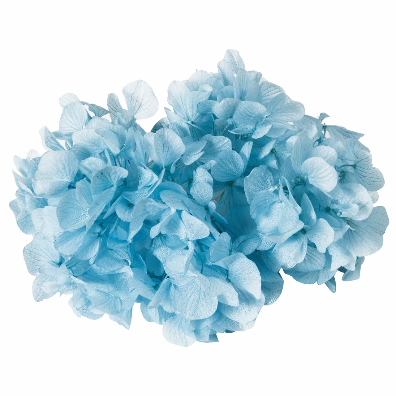 Amazon｜大地農園 プリザーブドフラワー ソフトゆめアジサイ・ヘッド