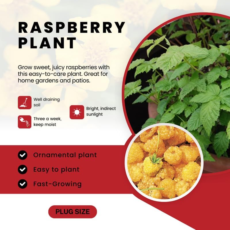 3 Plugs Raspberry Plants Live for Planting, Starter 3-5" in Tall, Sweet Raspberry Plants Bushes Ready for Spring Garden, Cold Hardy, No Pot (Delight Red)