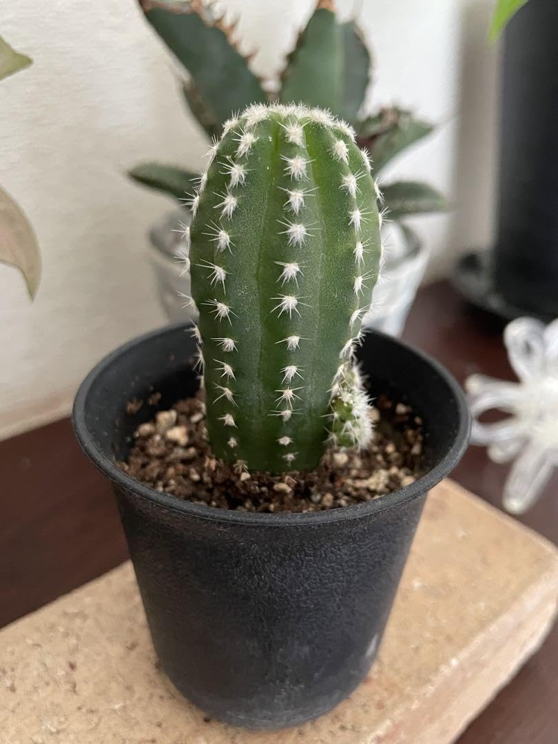 Amazon.co.jp: フォルモーサ子沢山なサボテン 抜き苗 : DIY・工具