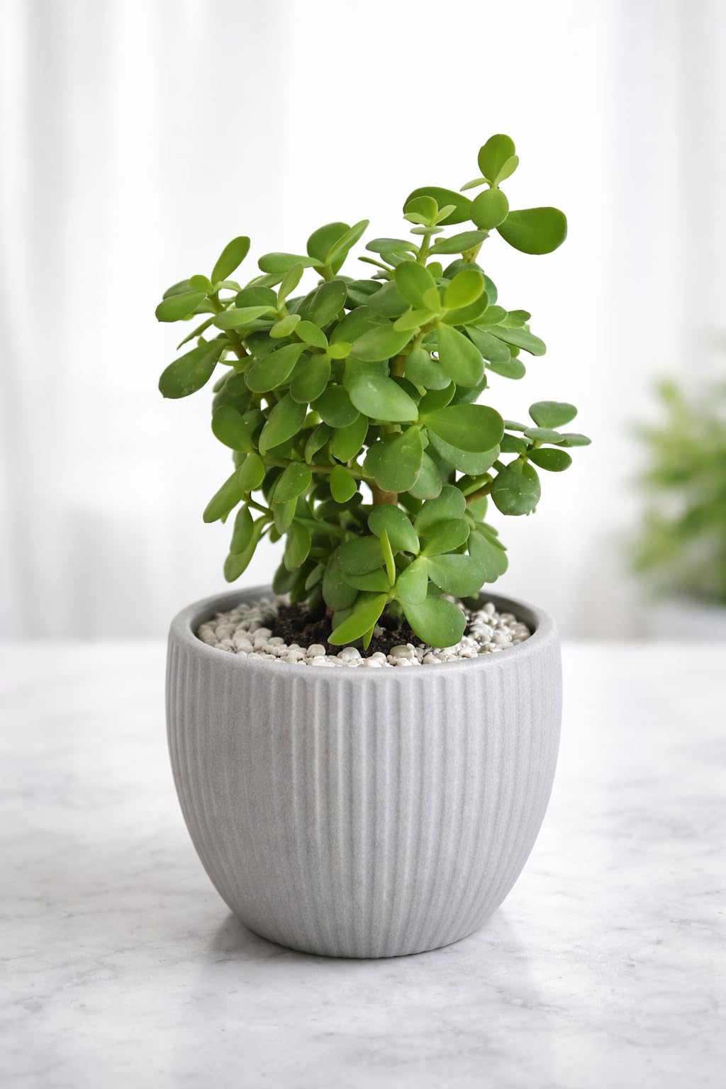 JADE LIVE INDOOR LIVE PLANT (PACK OF -1) SPECIAL VARITY OF INDOOR PLANT FOR HOME WITH POT-picture-55