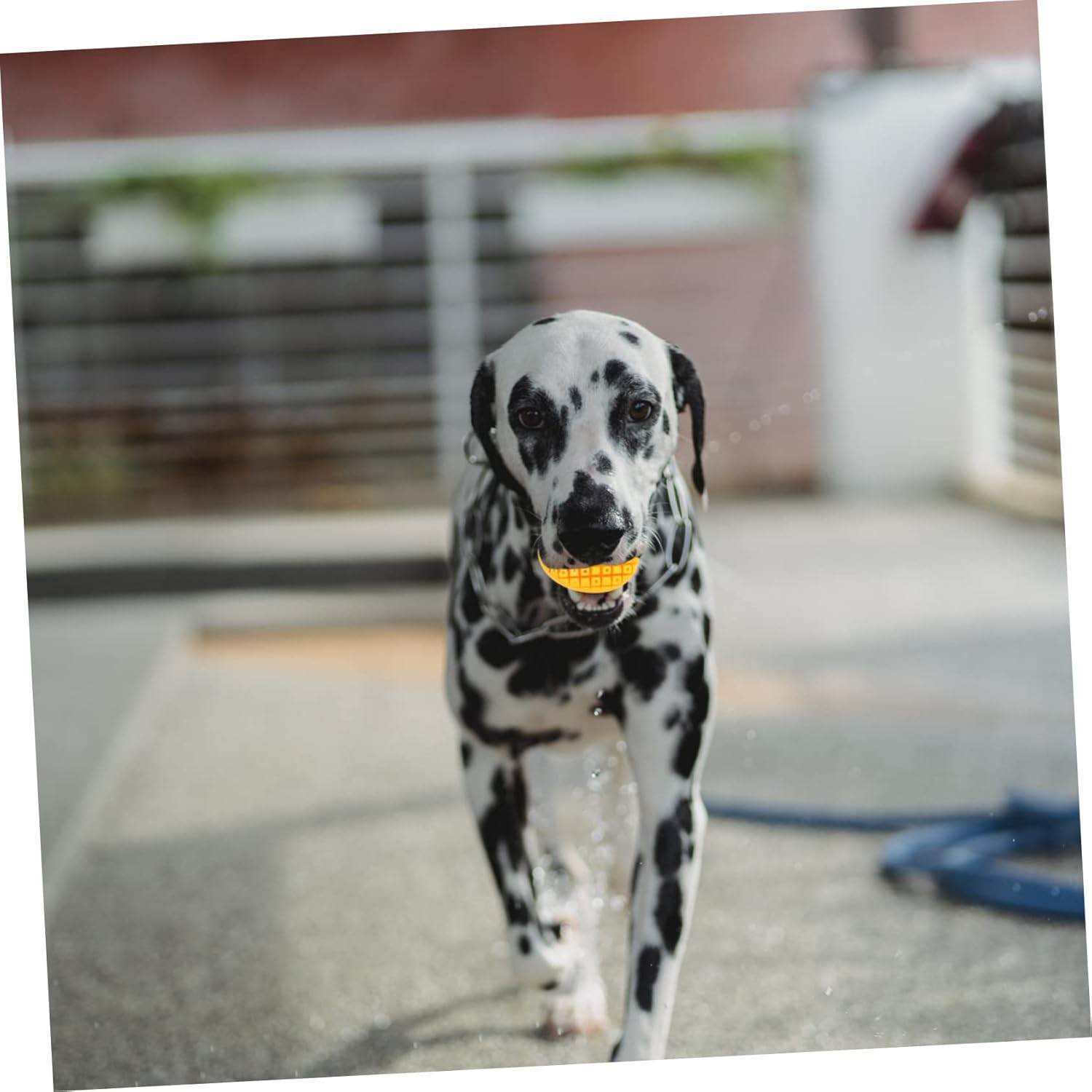 10 Pcs Pet Toy Developmental Toys Chew Toys for Puppies Puppy Chew Toy Pet Chew Toy Slow Feeder Dog Toy Dog Hissing Toys Funny Chew Plaything Interesting Chew Toy Funny Puppy Toy (Color : Yellowx3pcs