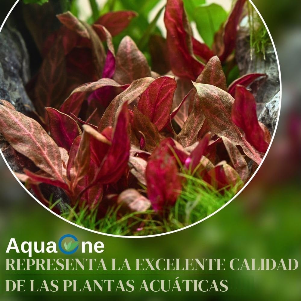 AquaOne Plantas de Acuario I 5x Set de Plantas Acuáticas I Plantas de Fondo para Acuarios I Ammannia Echinodorus Ludwigia Ceratopteris Alternanthera I Set de 5 Plantas de Fondo