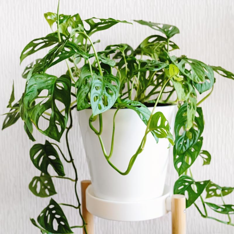 Live Monstera Adansonii Plant 4 Inch Pot, Swiss Cheese Plant Live, Monstera Plant Live, House Plant for Indoor Planting
