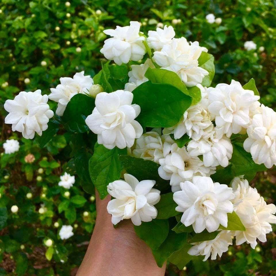 GREENERY NURSERY Hybird Jasmine Flower Live Plant | sweet smell flower Plant (B0BYC9J39R) Amazon Price History, Amazon Price Tracker