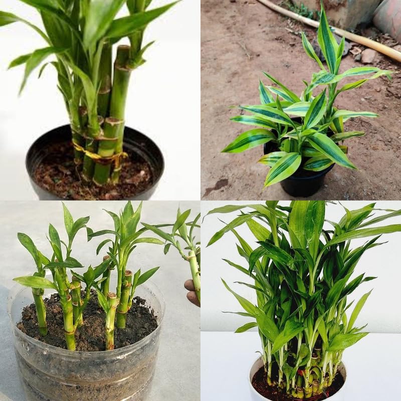 soil lucky bamboo plant in soil, Live good luck plant lucky bamboo pack of 1 live plant-image-0