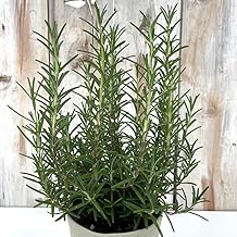 Rosemary Seedling, Marine Blue, No. 4 Pot, No. 4 Pot, Insect Repellent, Standing, Perennial Plant, Seedling, Flower Trees, Herb