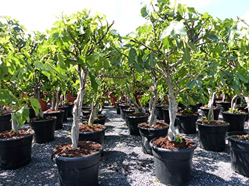 gruenwaren jakubik Feigenbaum - hell UND dunkel - in 1 Topf, Obstbaum, winterhart, Ficus Carica, Feige