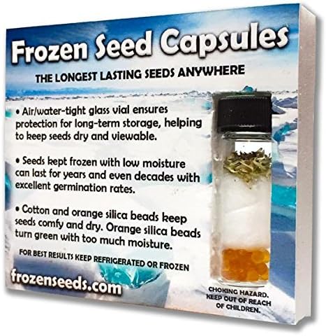 Miniatura 2 de Semillas de albahaca y lima (Ocimum americanum) Más de 50 semillas de hierbas medicinales raras en cápsulas de semillas congeladas para el jardinero