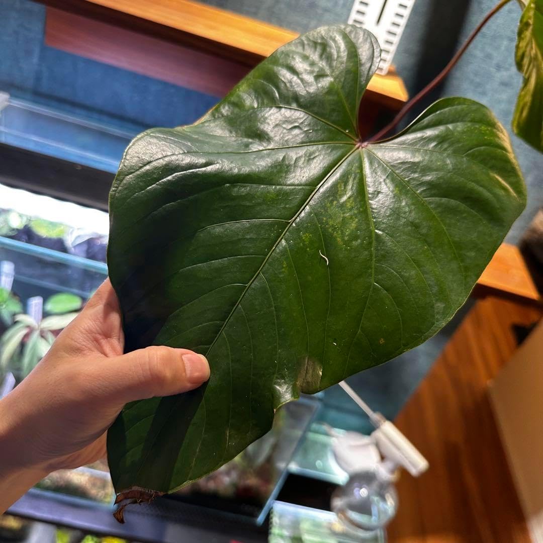 Anthurium sp. red veins Anthurium sp. red veins 夏用梱包