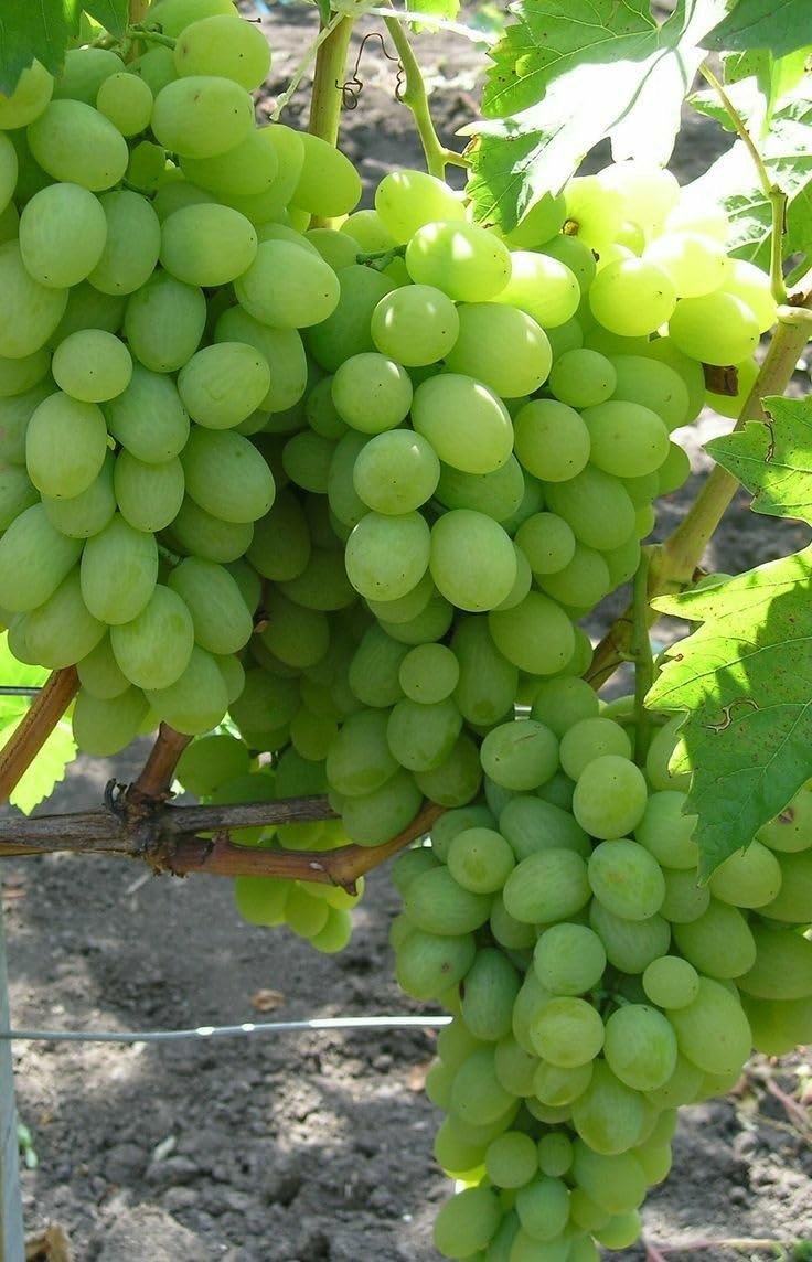 Grapes Fruit Plant Hybrid/Angur Sweet Fruit Live Plant (1 Healthy Plant ...
