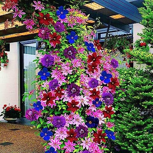 GardenersDream Clematis Rainbow Plants - 4 x Mixed Colour Flowering Shrubs - Vibrant Climbing Flower Plant for Walls Fences - Outdoor Garden Ready Clematis Plants (Inc. 9cm Pot)