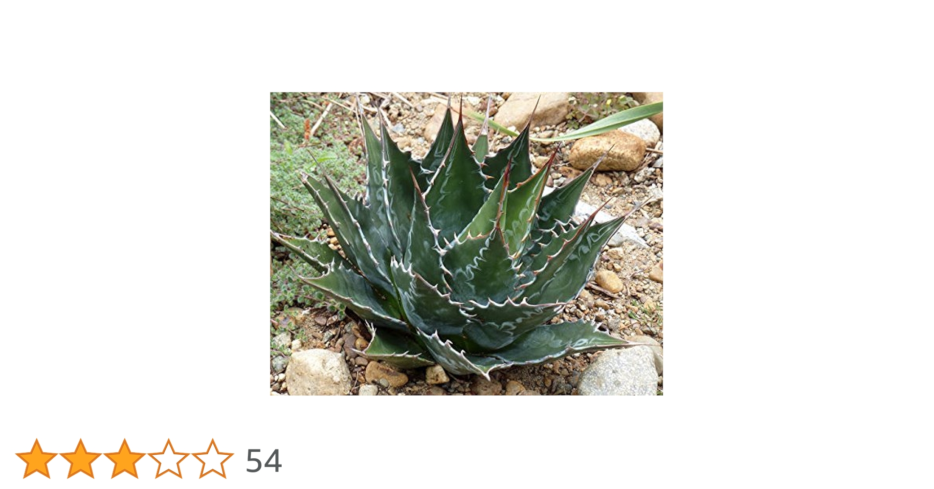 Amazon | 228.色鮮やかで魅力的なアガベ。濃緑色に水色の8字