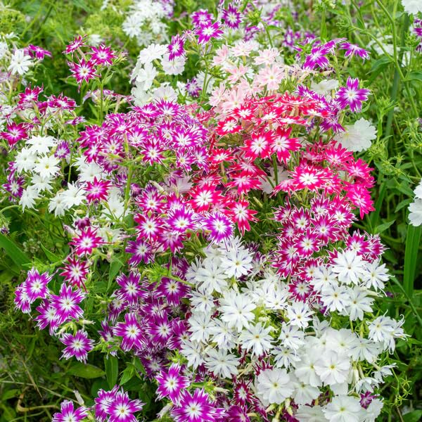 Image of Phlox Flower Seeds - Vibrant Garden Annuals, Easy-to-Grow, Butterfly & Pollinator Friendly, Perfect for Beds, Borders & Containers - 100+ Seeds