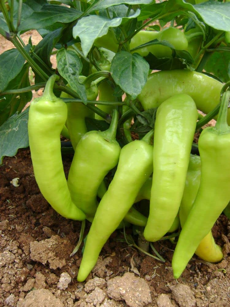 F1 Hybrid Achari Mirchi Vegetable Seed For Your Terrace Garden Pack Of 40 Above Seeds (B0BRSVY4Z5) Amazon Price History, Amazon Price Tracker