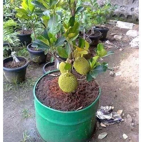 ONLINE PLANT BAZAR Vietnam Alltime Jackfruit Grafted Live Plant (Height 1.5 Ft - 2 Ft) (B0CHN2ZDY1) Amazon Price History, Amazon Price Tracker