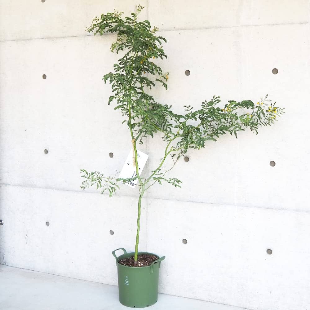 アカシア「スペクタビリス」7号鉢180cm大株 アカシア「スペクタビリス」7号鉢180cm大株