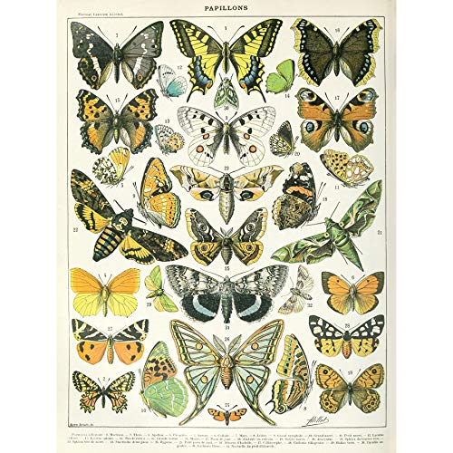 Millot Encyclopedia Page Butterflies Moths Unframed Wall Art Print Poster Home Decor Premium Mur Affiche Accueil Déco