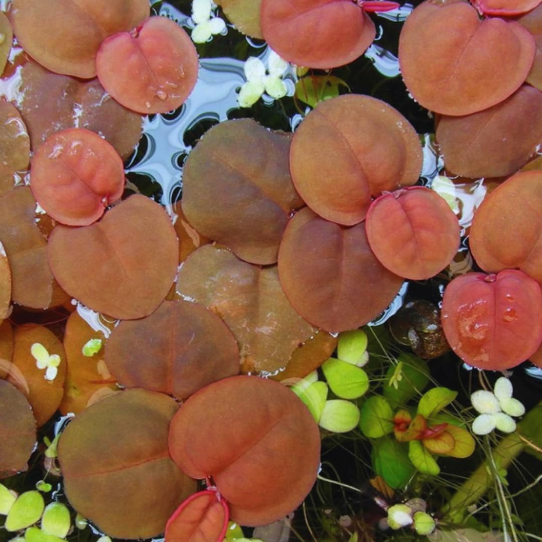 Combo 90+ Red Root Floater Plants Live, Aquarium Plants Live, Live Floating Plant for Aquarium, Aquatic Live Plants