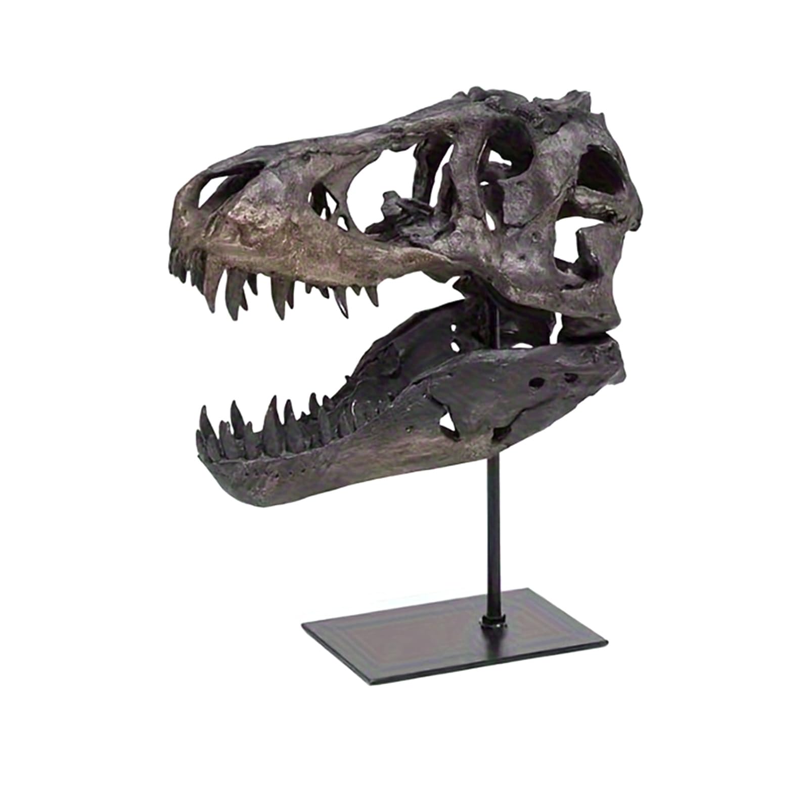 Gevvnss Dinosaur Skull Statue - Lifelike 31cm Resin Dinosaur Head Sculpture with Metal Base, Detailed Skeleton Decor for Shelf,Desk,Office,Home,Bar,Prehistoric Theme Room Display & Gift