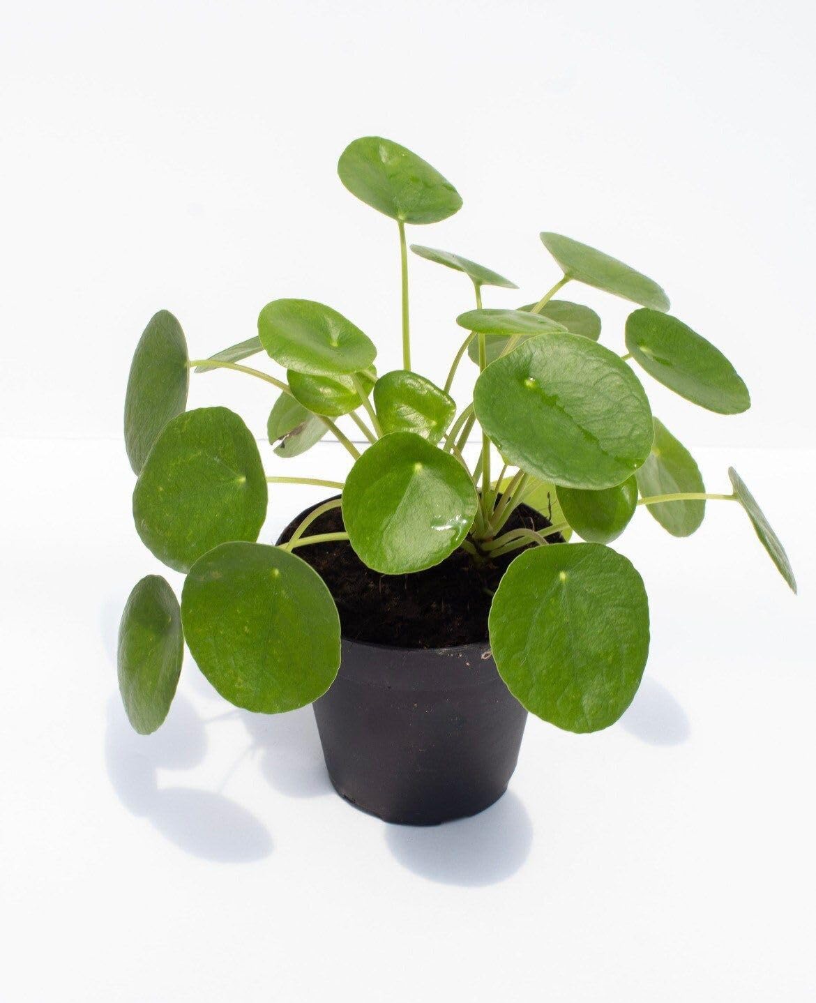 Chinese Money Plant (Pilea Peperomioides) Live plant Indoor- House plant - Healthy and Vibrant - Single Plant(Pack of 1) (B0CLNSTJRK) Amazon Price History, Amazon Price Tracker