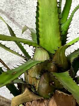 タンクブロメリア　エクメア『Egleriana』 Amazon.co.jp: Frontier Plants現品エクメアエグレリアナ Aechmea