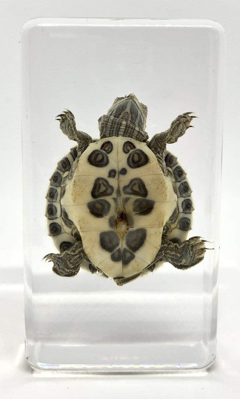 Amazon.co.jp: [透明標本制作所]樹脂封入 標本 カメ 亀/虫/実物/本物