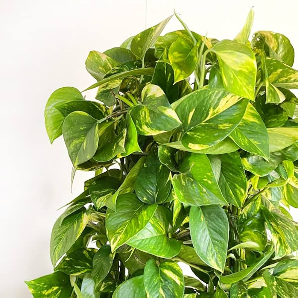 Amazon｜ポトス タワー仕立て 観葉植物 10号 大鉢 観葉植物
