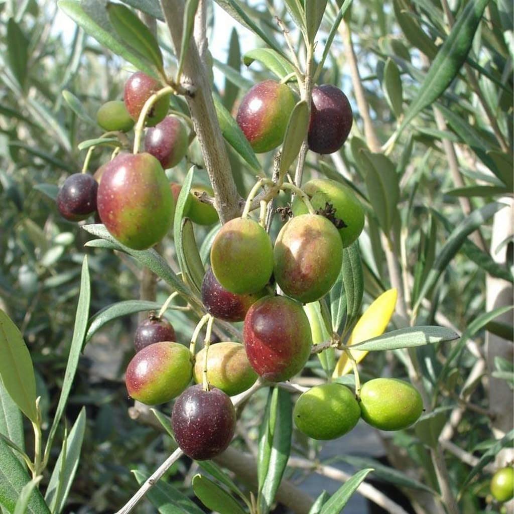 OhhSome Great Plant Live Olive Tree Indoor Rare Shrub (Healthy Plant) (B09L8LNLPD) Amazon Price History, Amazon Price Tracker