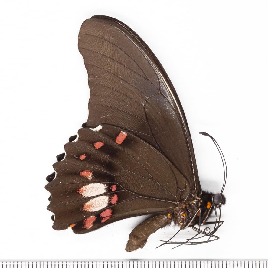 蝶標本 ベニモンアゲハ【大幅値下げ】 蝶標本 ベニモンアゲハ【大幅値下げ】 蝶標本 ベニモンアゲハ【大幅