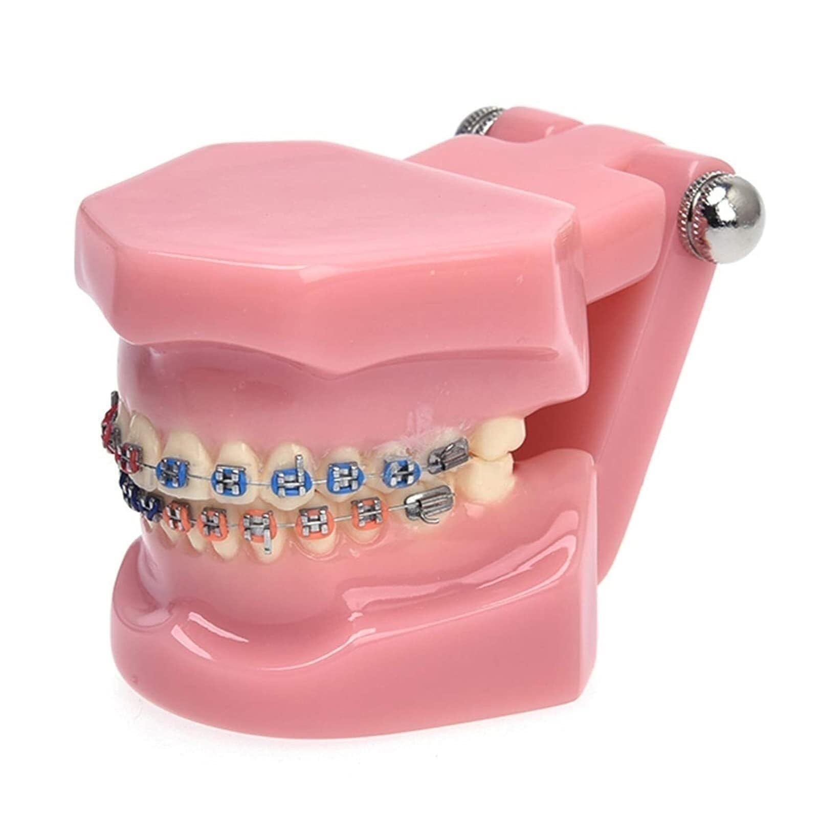 Modèle orthodontique AMITD à 10 dents grandeur nature pour observation précise
