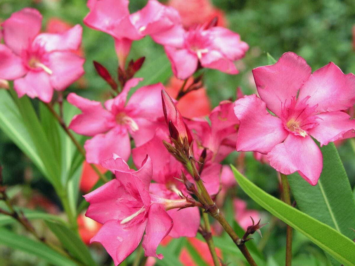 Oleandro ad alberello "Nerium oleander" pianta in vaso ø25 cm h. 100/120 cm Colori Casuali Vivaio di Castelletto
