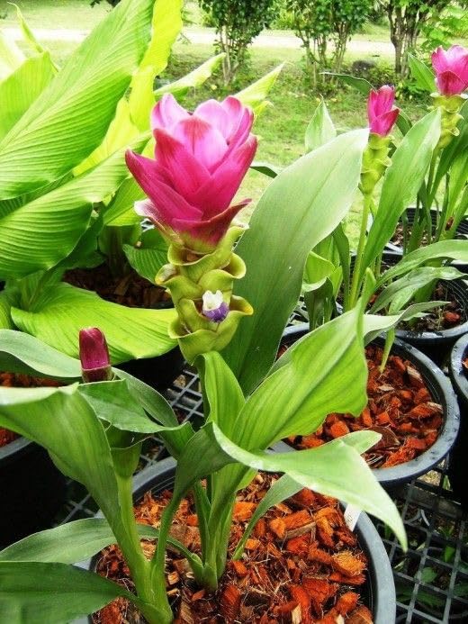 Radha Krishna Agriculture® Imported Flower Bulbs varity summer Season Bulbs For Your Garden Pack of 5 (Curcuma bulbs) (B0CW39LPHT) Amazon Price History, Amazon Price Tracker