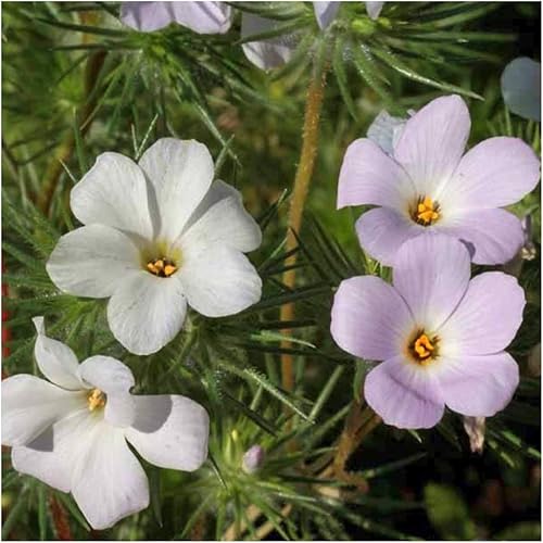 Miniatura 2 de Seed Needs, Mountain Phlox Seeds - 1000 semillas tradicionales para plantar Linanthus grandiflorus - Flores anuales para atraer polinizadores a un