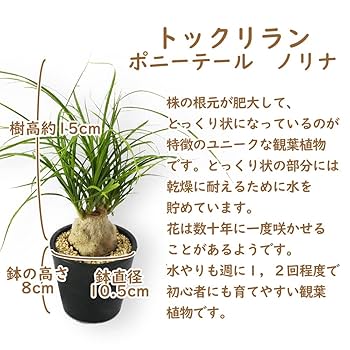 コア トックリラン50個おまとめ価格 楽天市場】トックリランの通販