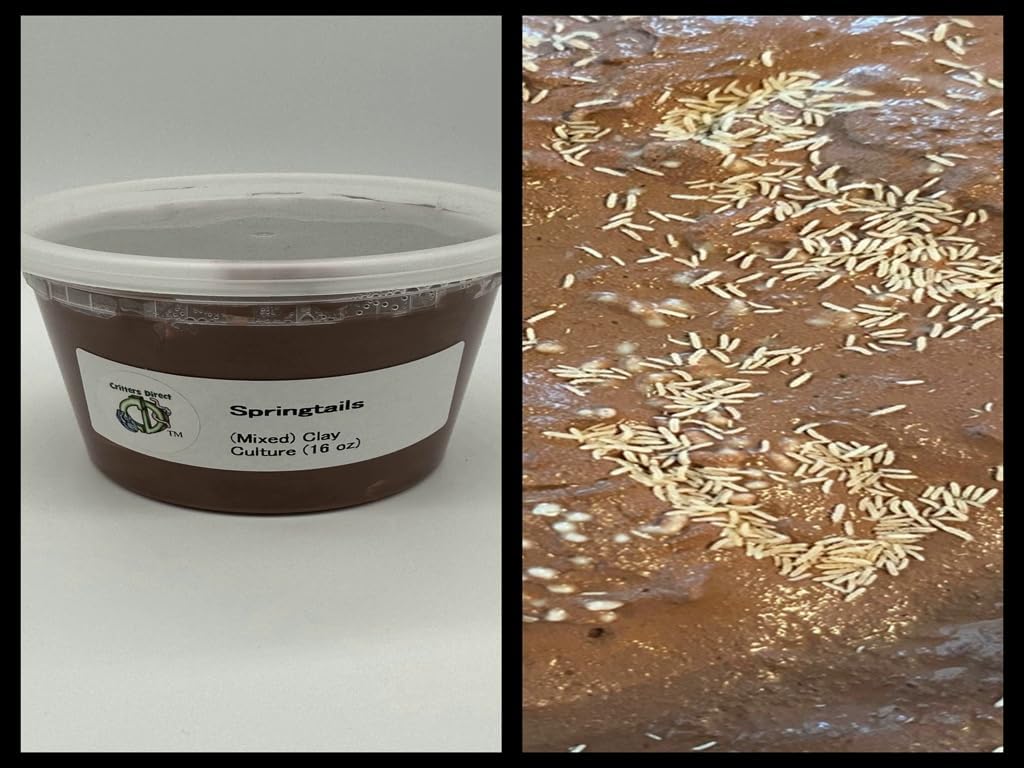 Critters Direct Live Springtails, (16 oz Breeding Culture + Food), for Amphibian/Reptile/Invertebrate Bioactive Habitats