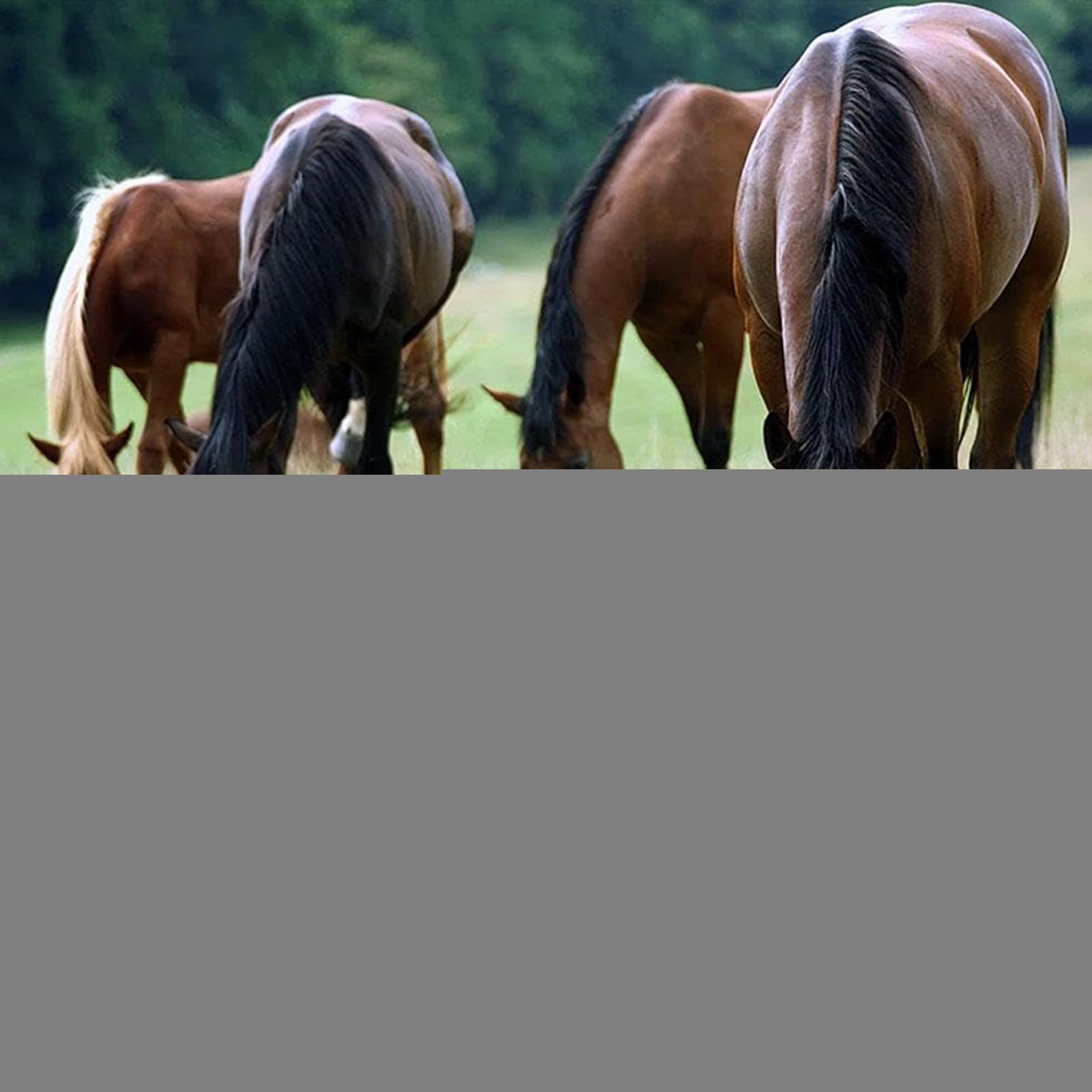 Hundekotwindel zum Reiten, auslaufsicher, wiederverwendbar, tragbare Sammlung, robuste Dungbeutel, für Straße, Innen- und Außenbereich, Fahrzeugtransport, Bauernhof, tägliche Veranstaltungen