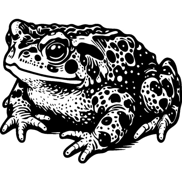 A8 'Natterjack Toad' Unmounted Rubber Stamp (RS00055840)