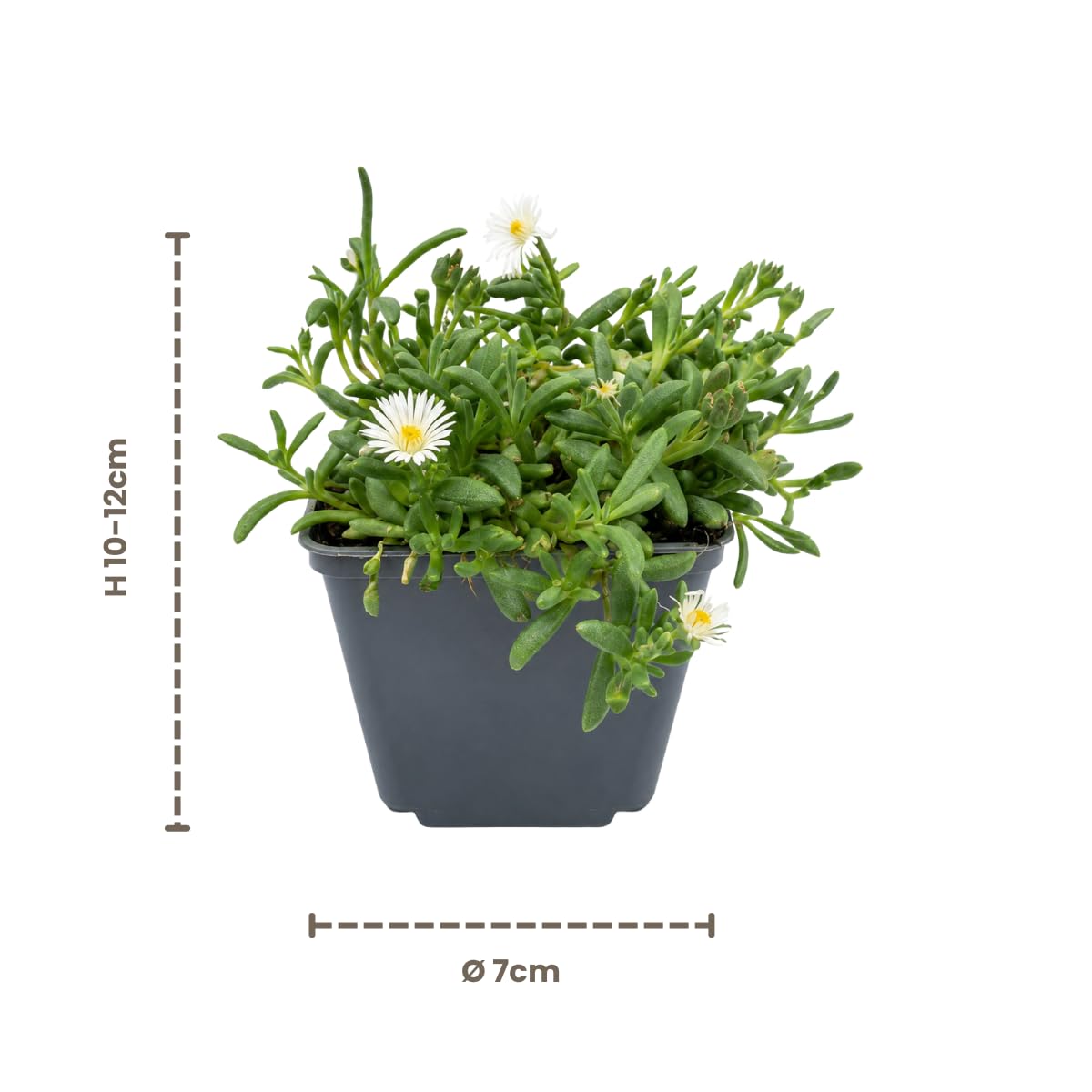 My Green Help – Delosperma Mix Piante Vere da Esterno, 12 Piante in Vaso Ø7 cm, Altezza 10-12 cm con Vaso, Succulenta Tappezzante Sempreverde per Giardino, Bordure e Vasi
