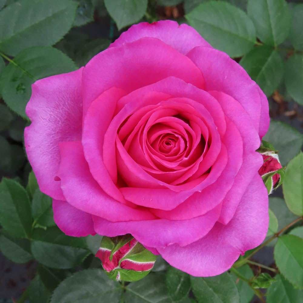 YouGarden Harkness Roses Kelly's Rose, Floribunda Pink Fragrant Repeat, Flowering Established 4 Litre Pot