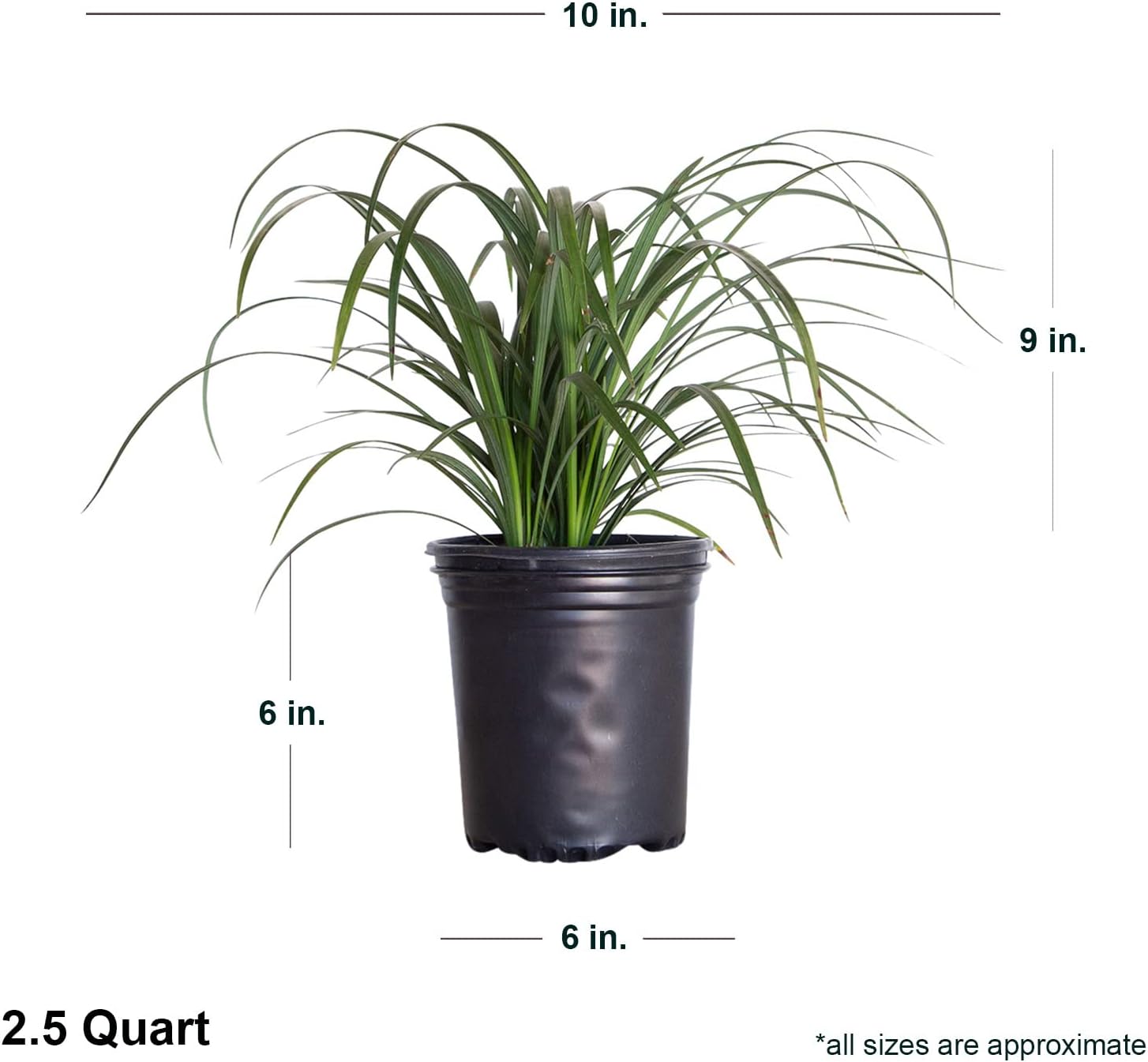 Plants by Mail Super Blue Liriope (2.5 Quart) Ornamental Grass with Blue-Green Foliage with Lavender Bloom Spikes in Summer - Live Full Sun to Part Shade Outdoor Plant, 2.5 qt