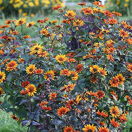 Votaniki Heliopsis helianthoides VAR. scabra 'Bleeding Hearts' (False Sunflower) #1 Size Root for Planting – Hardy Perennial & Long-Lasting Blooms | Summer Flowers, Easy to Grow (1 Pack)