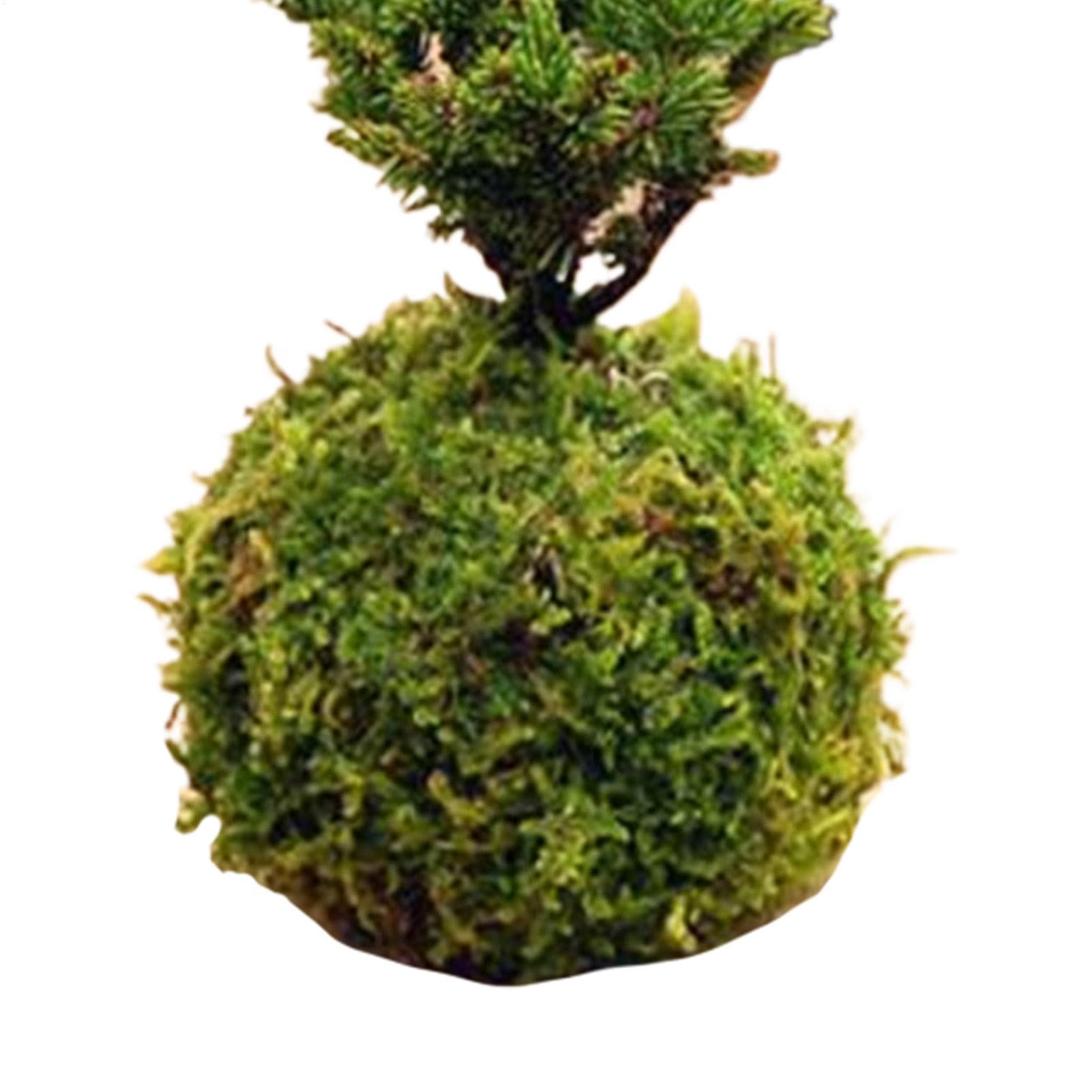 Tewzafiya Green Moss Flower, Moss Ball Flower Pot, Natural Planter, Green Plant Door, Bonsai Plant Containers, Plant Container for Decor