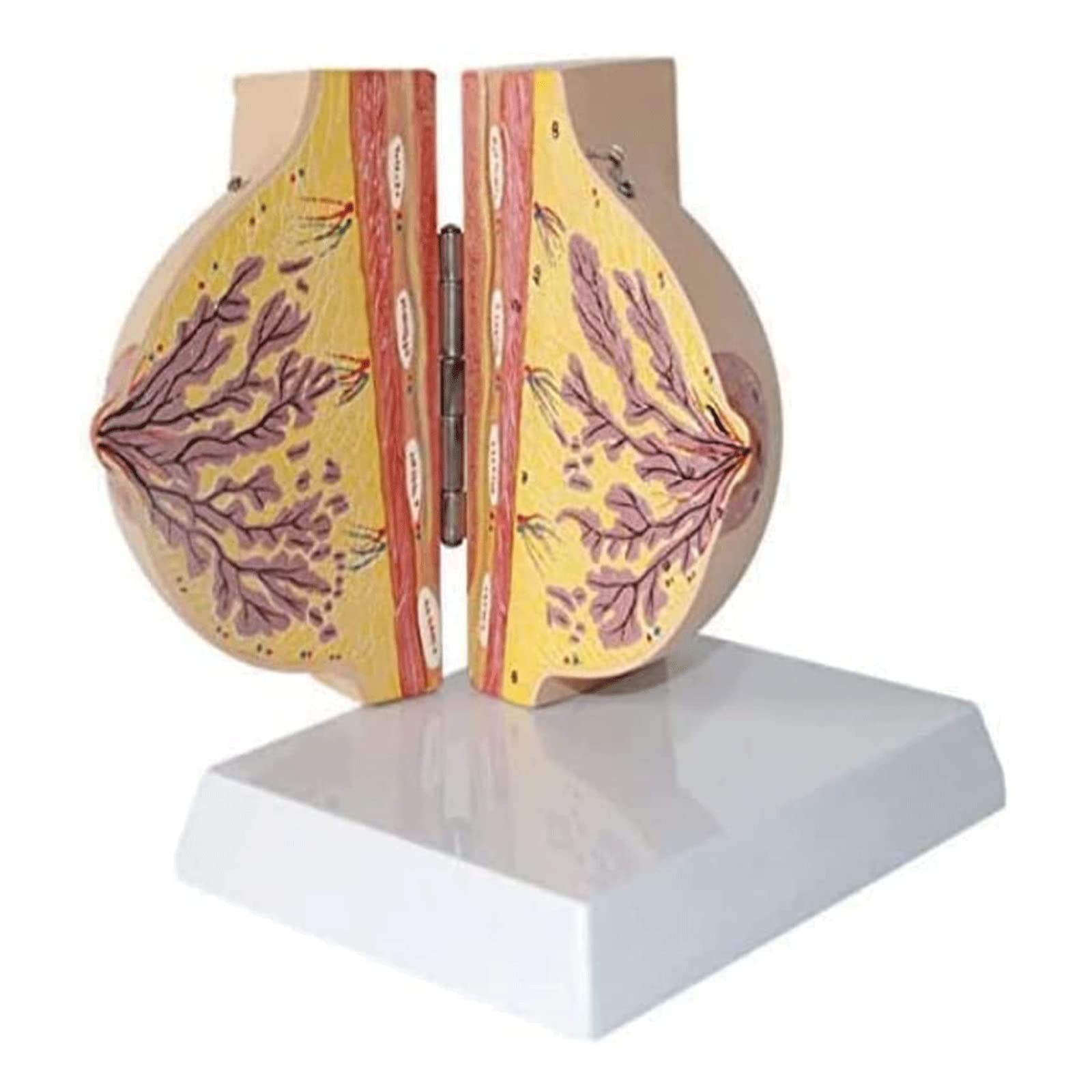 GTHTUHFD Skeleton Model Anatomy Model Breast Anatomy Model Human Model Human Organs Model Of With Base Breast Pathological Human Anatomy Model