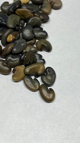 Miniatura 2 de 25 Semillas de Cáñamo Sun 1108