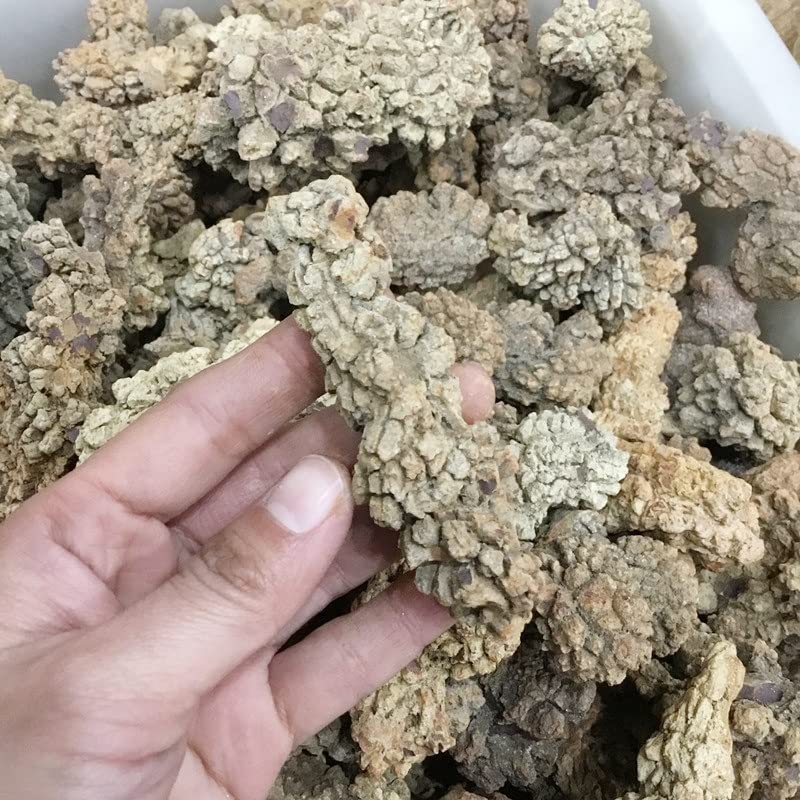 Heces ásperas de dinosaurio fósil de 400g para coleccionismo y decoración mineral de interiores 3