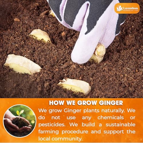 Image of Lavendium, Premium 25oz Ginger Powder, 100% Natural & Pure Ground Ginger Root, Non-GMO, No Preservatives, Plant-Based & Vegan, Perfect for Ginger Tea, Curry, Baking & Smoothies