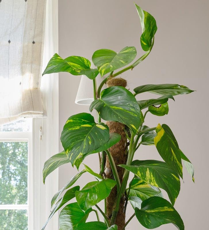 Air Purifier Good Luck Money Plant | Big Leaf Money Plant | (Pack of 1)-image-32