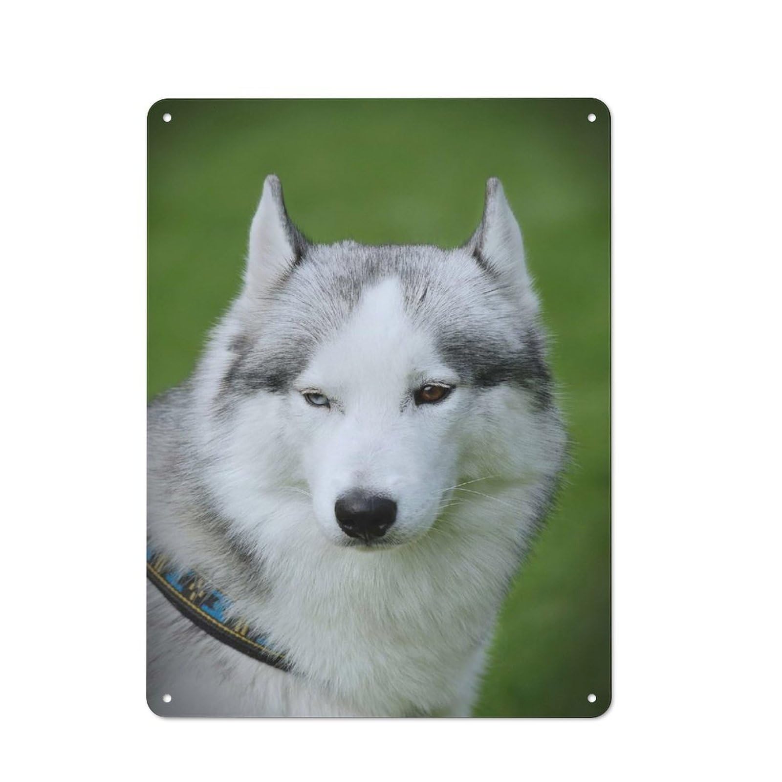 Junmoney Style-9 Modern Vintage Siberian Husky Metal Desk Wall Sign 40X30cm, Office Wall Decor For Office, Study, Studio Or Hallway