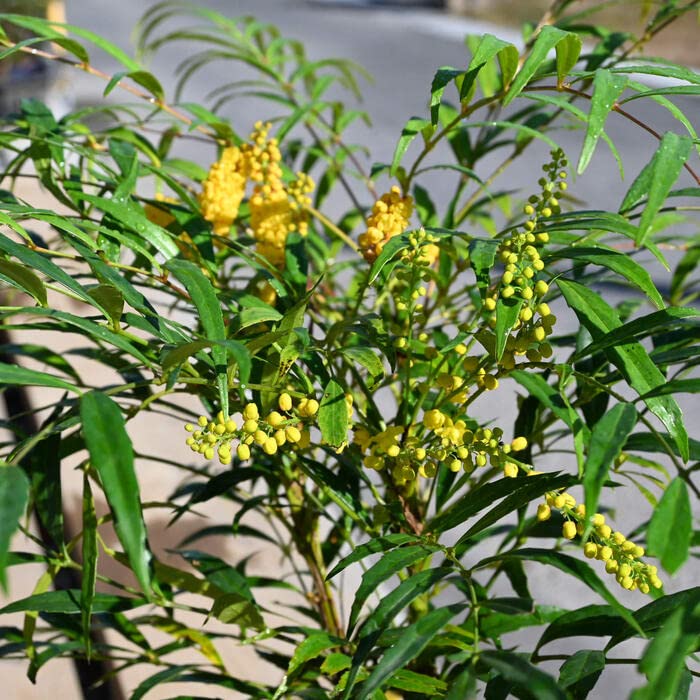 Amazon.co.jp: マホニアコンフューサ 鉢植え 常緑樹 細葉