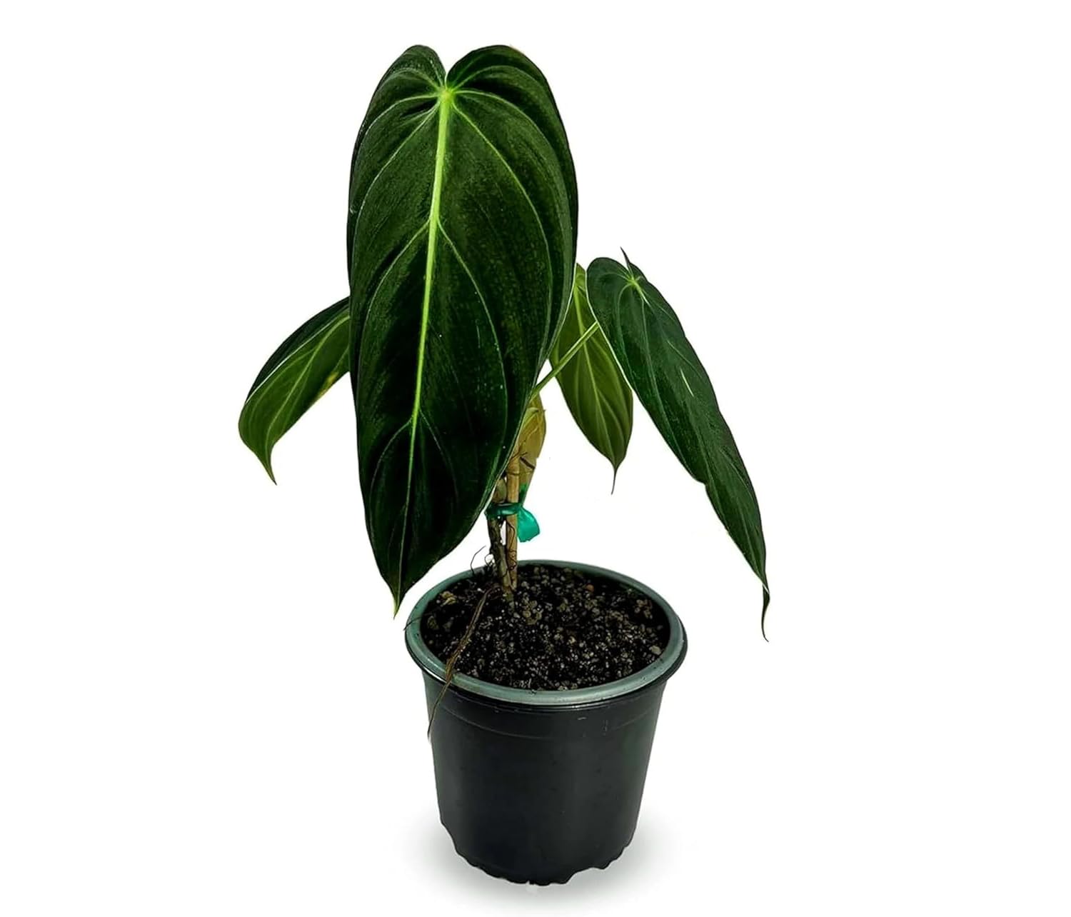 LEAL PLANTS Philodendron Melanochrysum